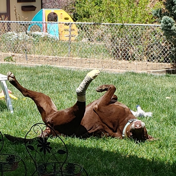 Meet your Posher, Crystal - Picture 4 of 15